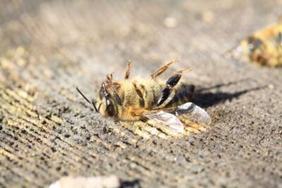 3bee