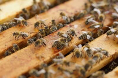 3Bee Adotta un alveare