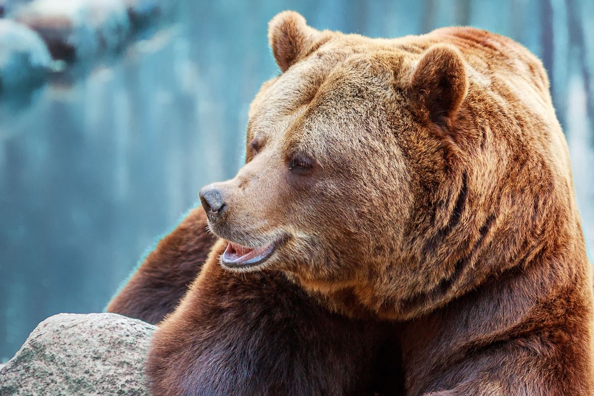 orso