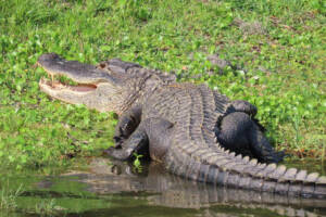 coccodrillo