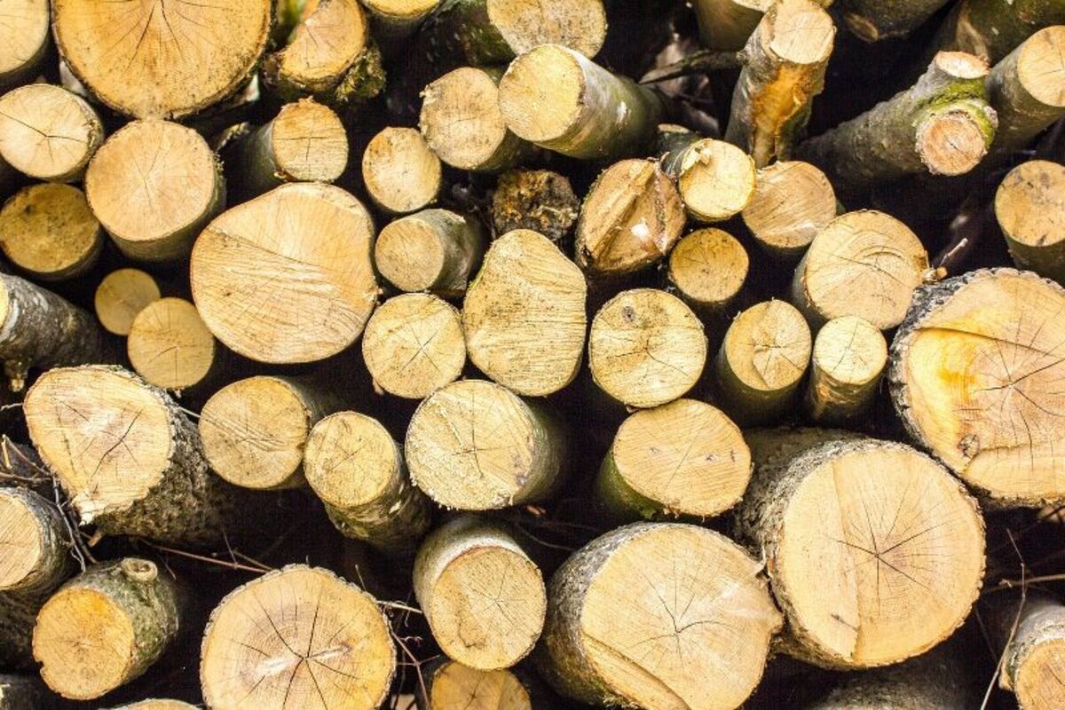 Tronchi di alberi tagliati