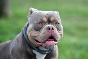 cane di razza American Bull