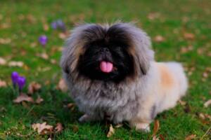 Un cane pechinese nel prato