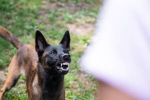 cane Malinois che ringhia