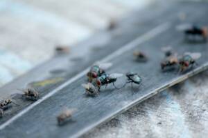 mosca