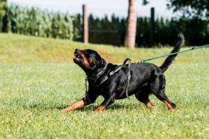cane di razza rottweiler