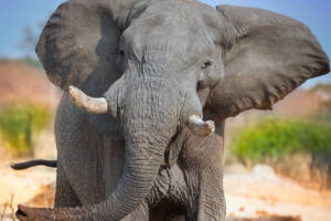 elefante