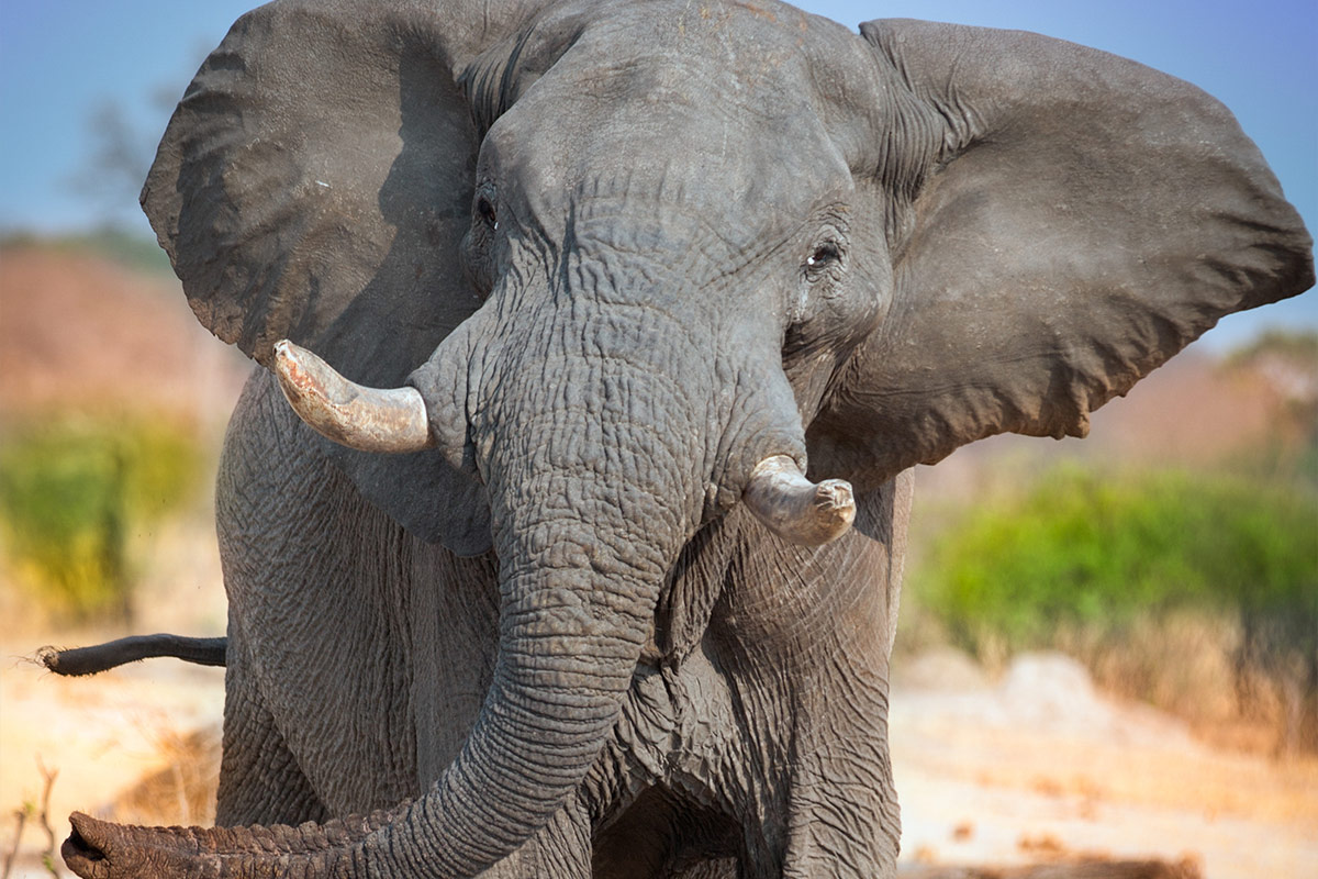 elefante