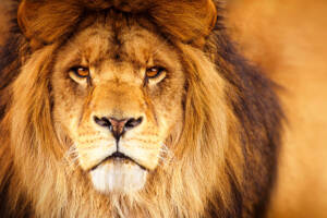 Leone