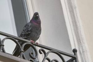 Un piccione