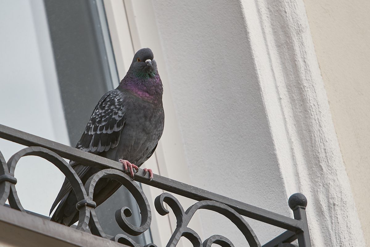 Un piccione