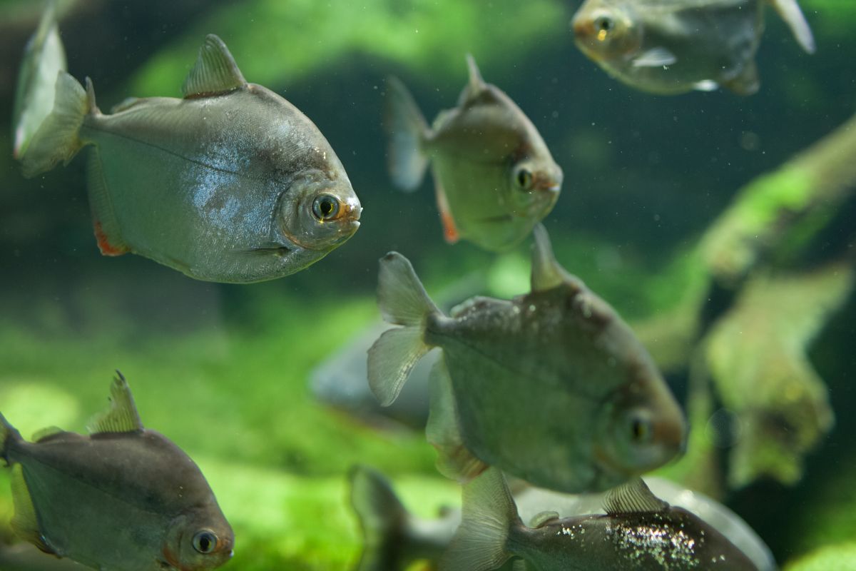tanti pesci di tipo piranha