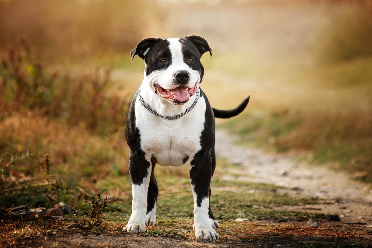 American Staffordshire Terrier bianco e nero con lo sguardo in camera.