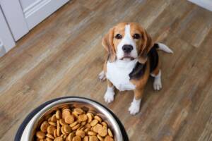 Un Beagle seduto in attesa della ciotola di croccantini.