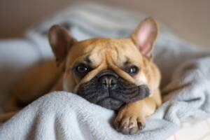 Un Bulldog Francese comodamente steso sopra una morbida coperta bianca.