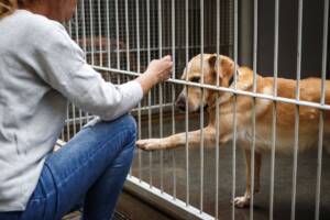 Un cane in canile che allunga la zampa tra le sbarre verso una donna.