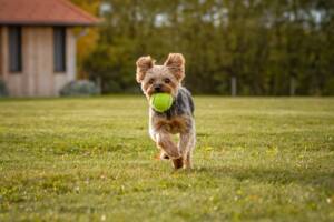 Un cane di piccola taglia che corre felice su un prato verde con una pallina in bocca.