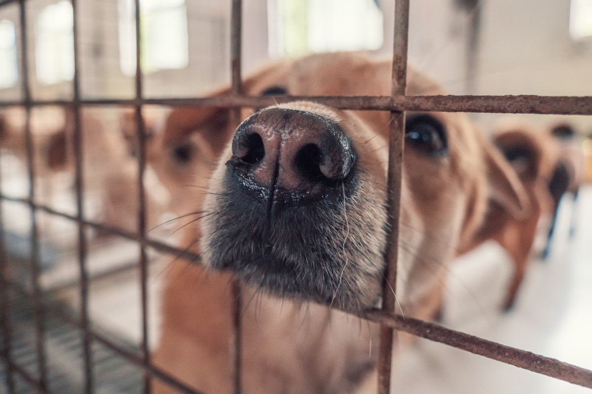 Un cane nel canile con il naso che spunta tra le sbarre della gabbia.