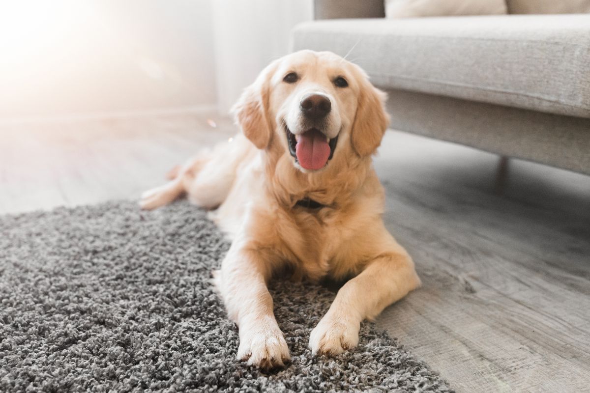 Un Golden Retriever disteso comodamente sul tappeto del salotto.