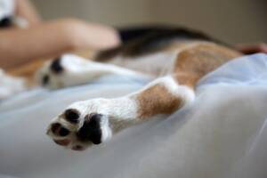 Cane deceduto con una zampa in primo piano.