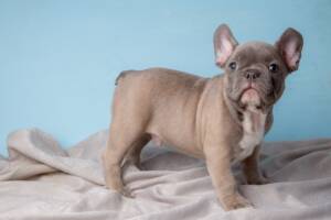 Un cucciolo di Bulldog Francese in posizione eretta su uno sfondo azzurro.