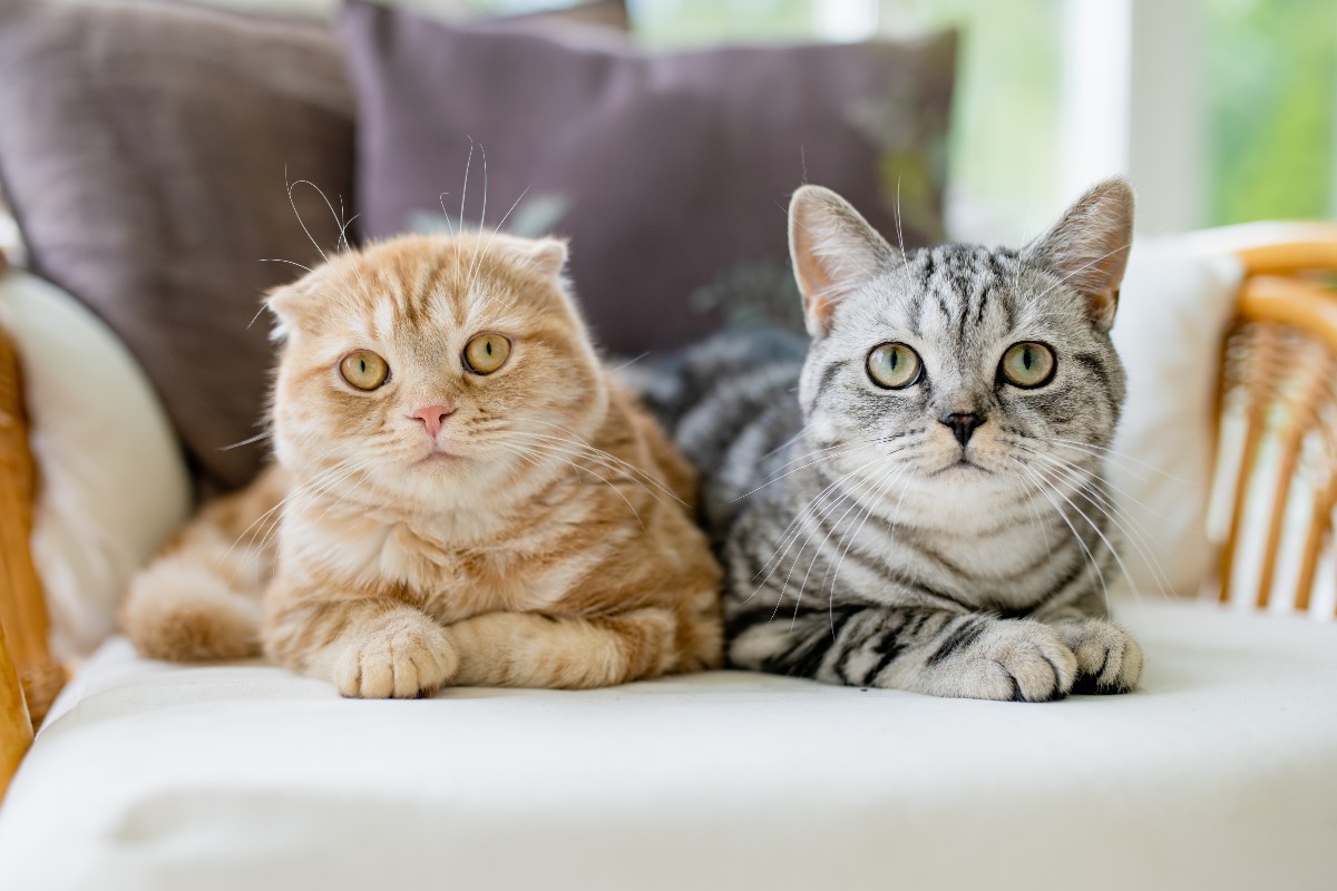 Due gatti tigrati, uno rosso e uno grigio, accoccolati fianco a fianco su una poltrona.