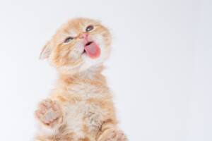 Un gattino Scottish Fold che preme la linguetta rosa contro l'obiettivo della fotocamera.