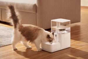Un gatto che beve acqua dal distributore.