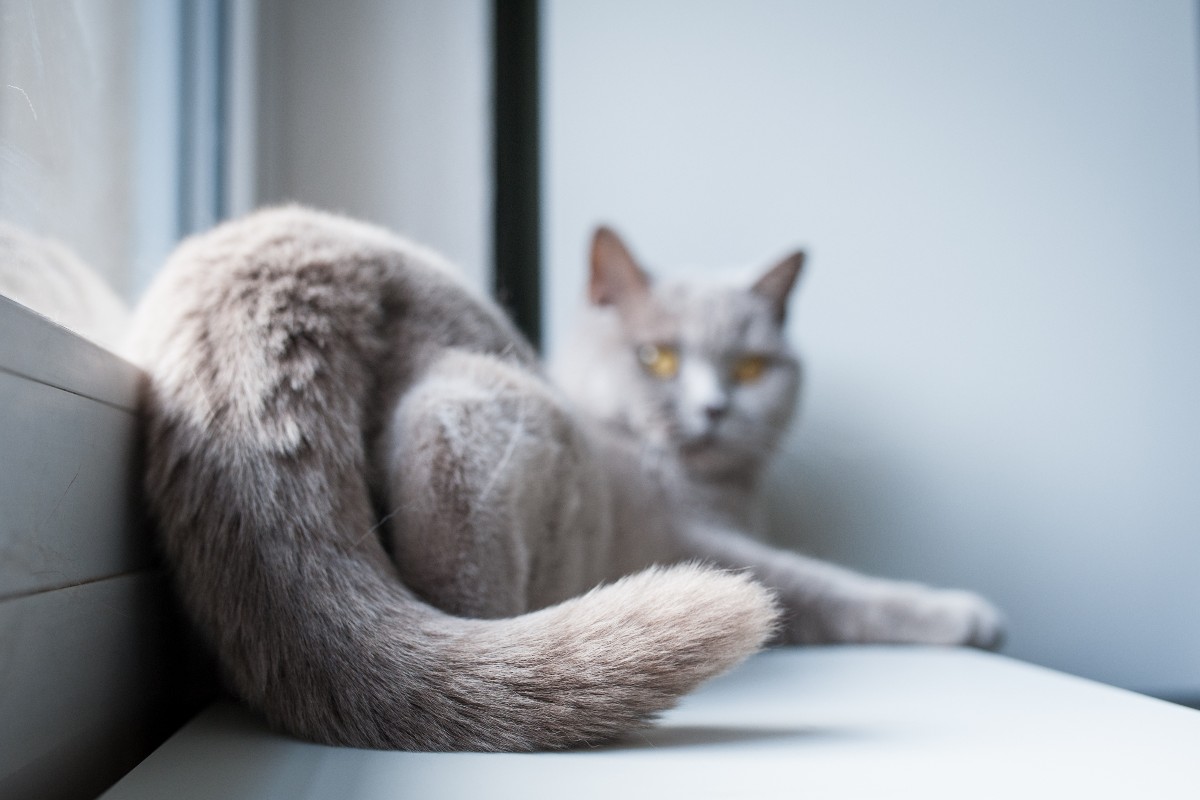 Gatto grigio con la coda in primo piano.