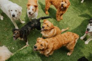 Un allegro gruppo di cani in un prato verde.
