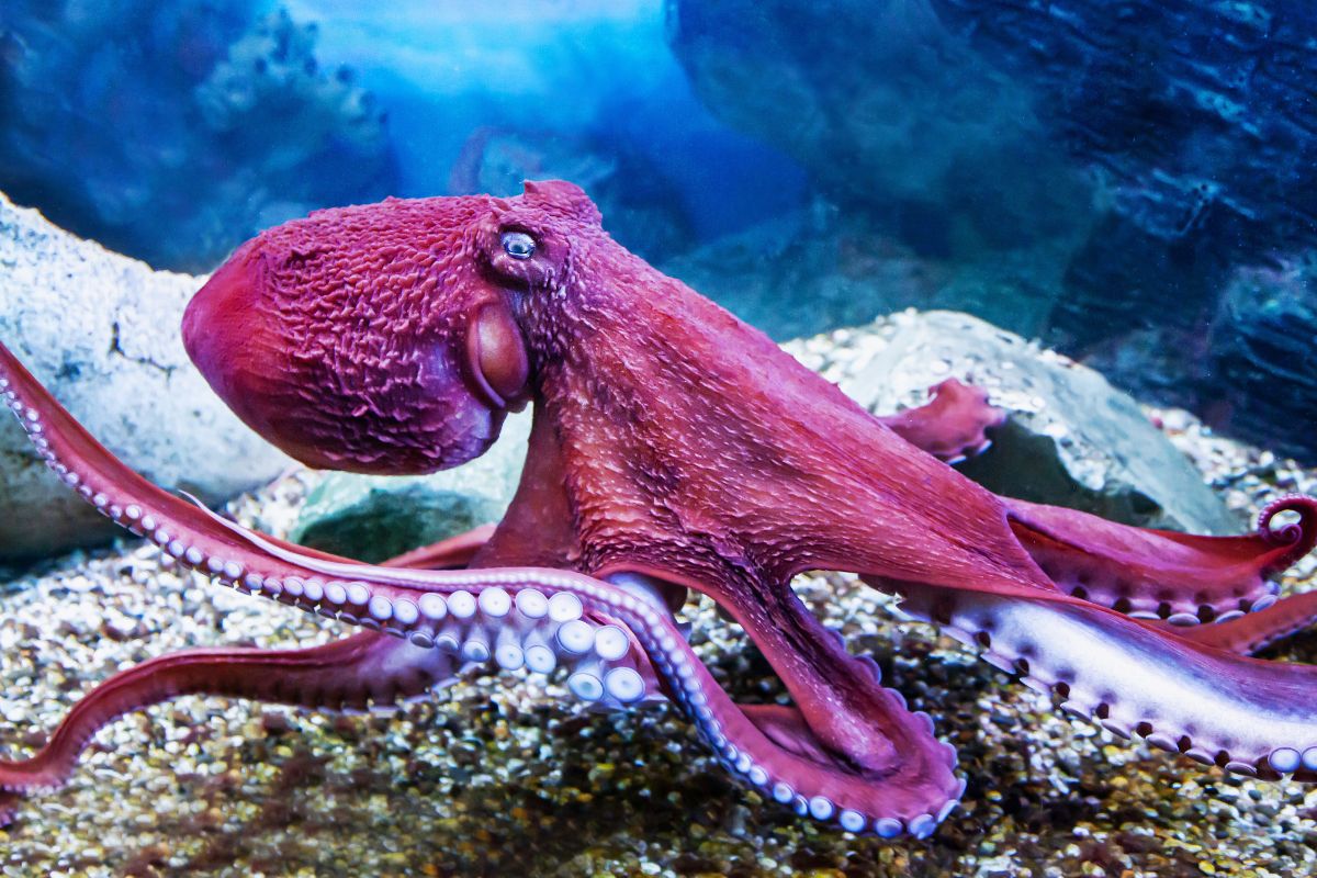 Polpo sul fondale marino.