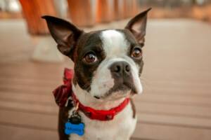 Boston Terrier con orecchie a punta.