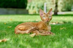 Un gatto Devon Rex tigrato rosso seduto su un prato verde.