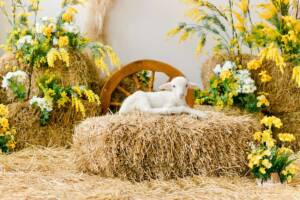 Piccolo agnello bianco circondato da fiori gialli e bianchi.