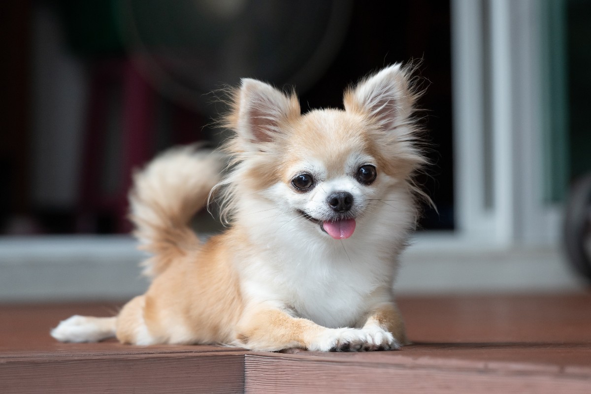 Chihuahua simpatico disteso a zampe tese.