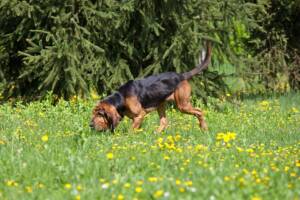 Bloodhound con il muso a terra, concentrato a seguire una traccia in un prato.