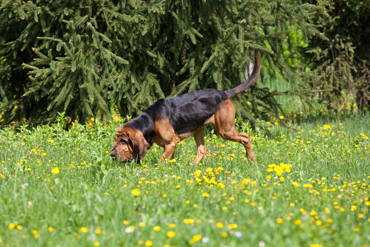 Bloodhound con il muso a terra, concentrato a seguire una traccia in un prato.
