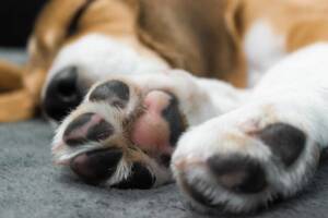 Cane che dorme sereno con i cuscinetti delle zampe in evidenza.