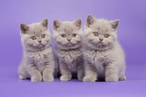 Trio di gattini color lilac.