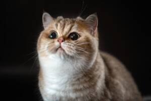 Gatto con grandi occhi espressivi.