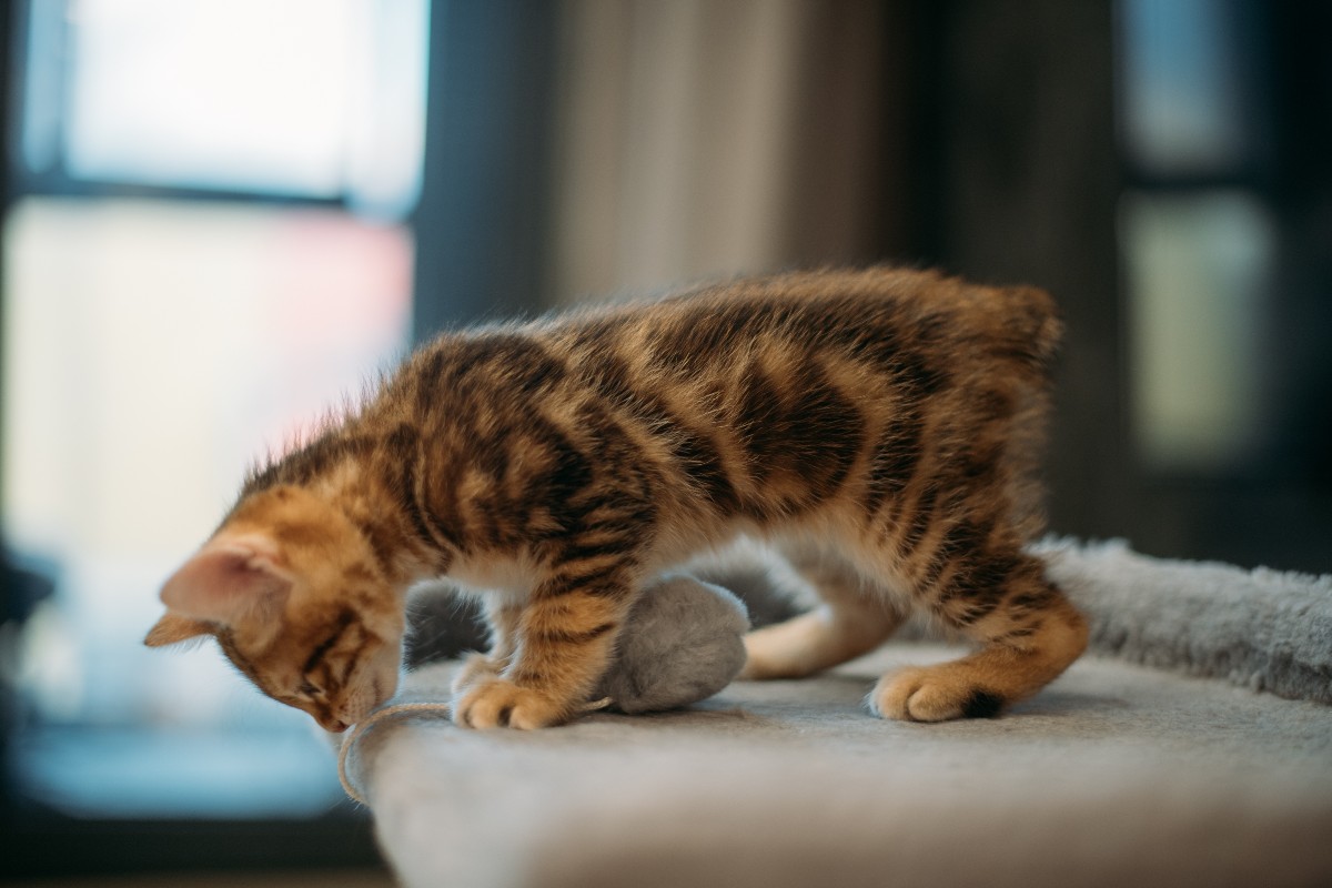 Tenero gattino tigrato senza coda.