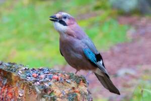 Ghiandaia posata su un tronco nel bosco.