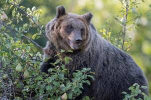 Orso bruno marsicano immerso nella vegetazione del bosco.