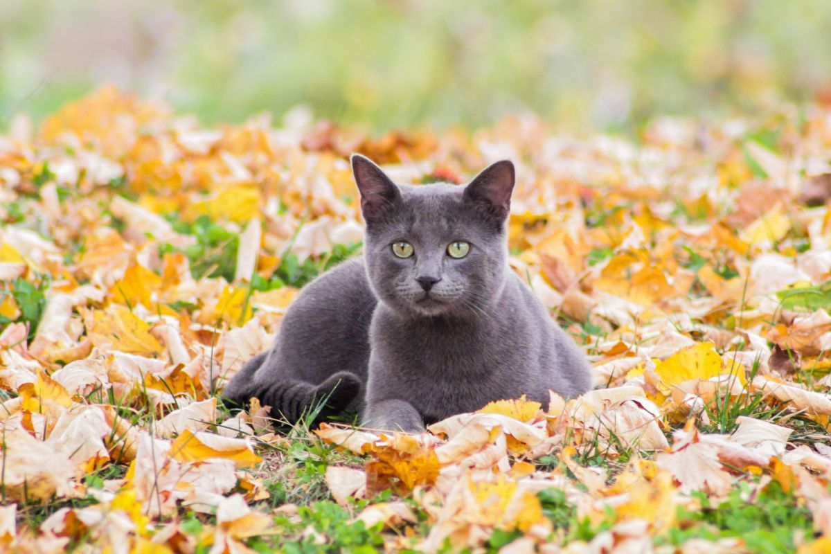 Gatto Blu di Russia tra foglie.