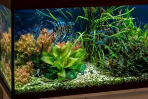 Acquario con pesci e piante verdi rigogliose.