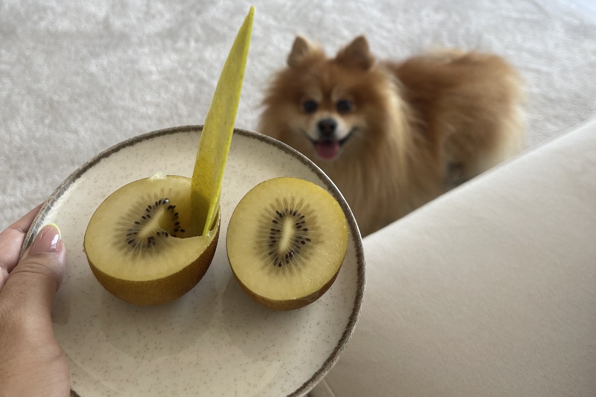 Volpino davanti a un piatto con kiwi.
