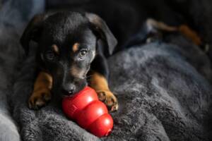 Cucciolo che gioca con un Kong rosso.