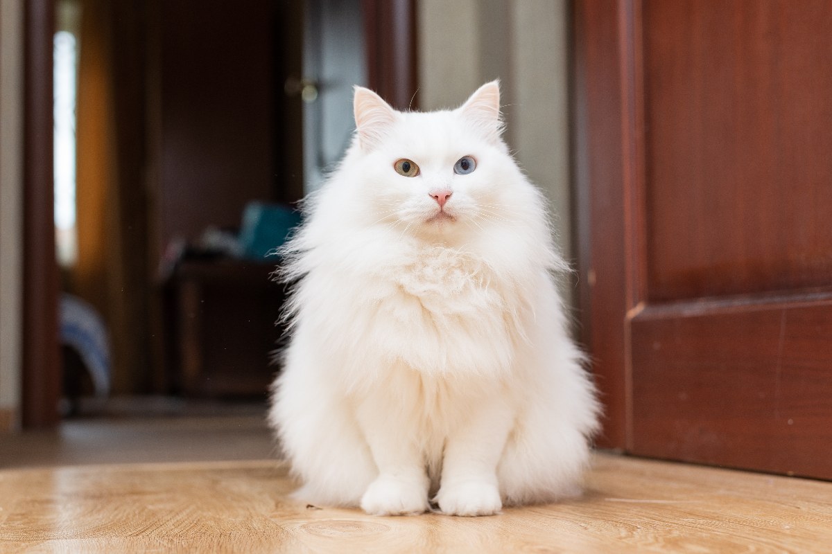 Un esemplare di Angora Turco, gatto bianco dal pelo lungo, seduto.