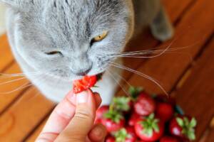 Gatto grigio intento a mangiare una fragola rossa.