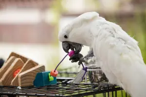 Cacatua che afferra un giocattolo colorato con il becco.